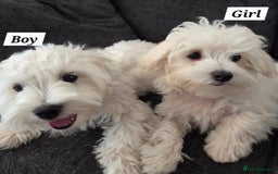 Maltese dogs for sale: KC Reg*Champion Bloodline Maltese Puppies  in Wakefield - Image 2