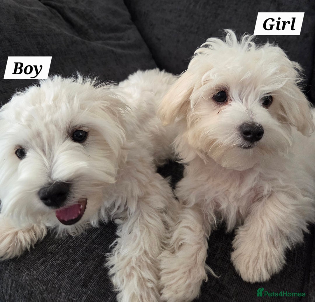Maltese dogs for sale: KC Reg*Champion Bloodline Maltese Puppies  in Wakefield - Image 2
