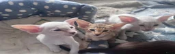 Siamese cats for sale: Siamese kittens - Advert 6