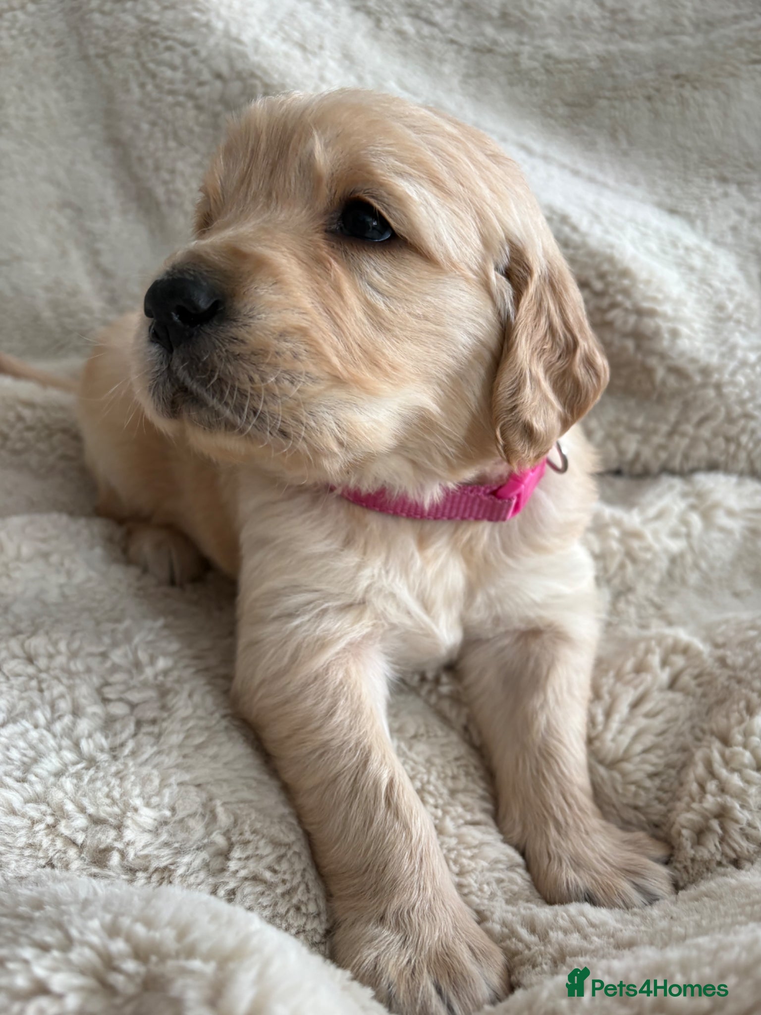 Golden Retriever dogs Dark golden retriever puppies kc reg 🐶🐾🦴 - Advert 12