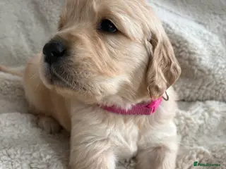 Golden Retriever dogs Dark golden retriever puppies kc reg 🐶🐾🦴 - Advert 2