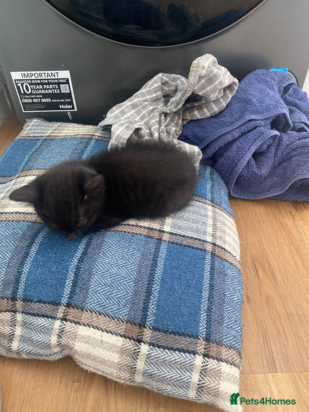 Russian Blue cats for sale: Russian blue cross bengal kittens - Image 8