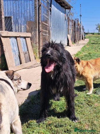 SANDRA, a superb young girl - for a Loving Home