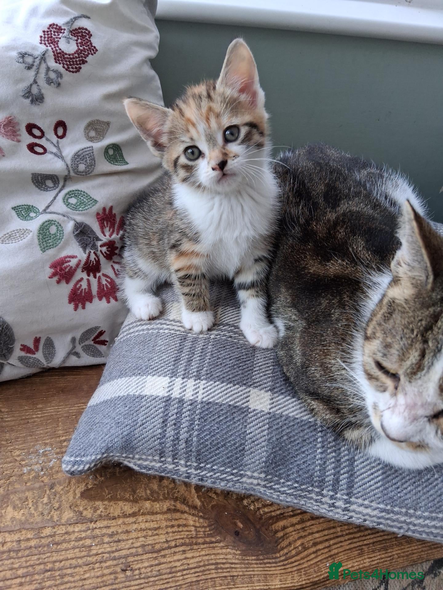 Mixed Breed cats Rare "Tabico" Calico Kittens 🐕 dog Socialised - Advert 1