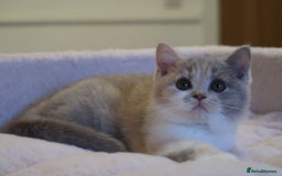 British Shorthair cats for sale: BSH/BLH Females TICA Reg  - Image 13