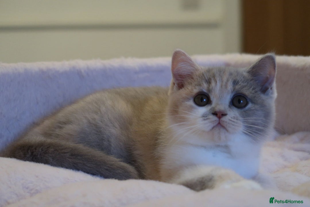 British Shorthair cats for sale: BSH/BLH Females TICA Reg  - Image 13