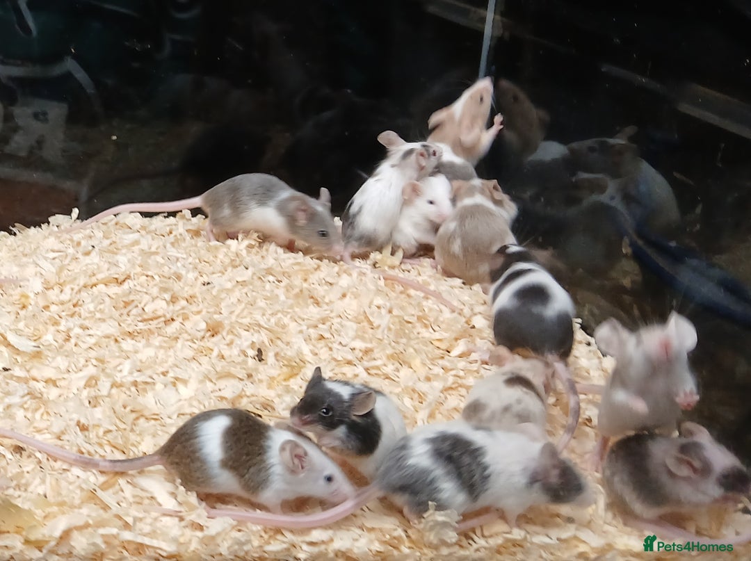 Mouse rodents for sale: Baby Fancy Pet Mice - Advert 2