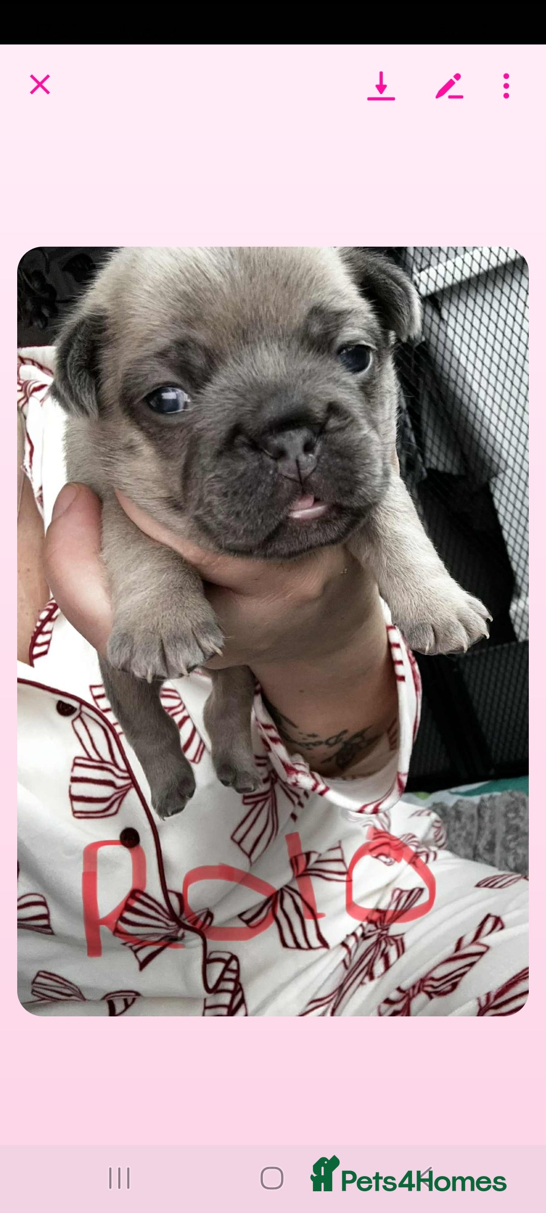 French Bulldog dogs for sale: French bulldog  - Image 5