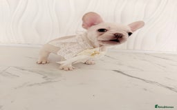 French Bulldog dogs for sale: Stunning platinum and lilac fawn boys and girls - Image 29