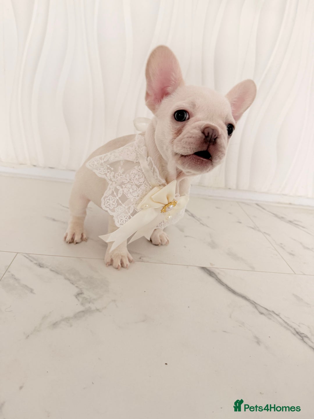 French Bulldog dogs for sale: Stunning platinum and lilac fawn boys and girls - Image 29