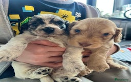 Cockapoo dogs for sale: Rare marked  small cockerpoo puppys  - Advert 12