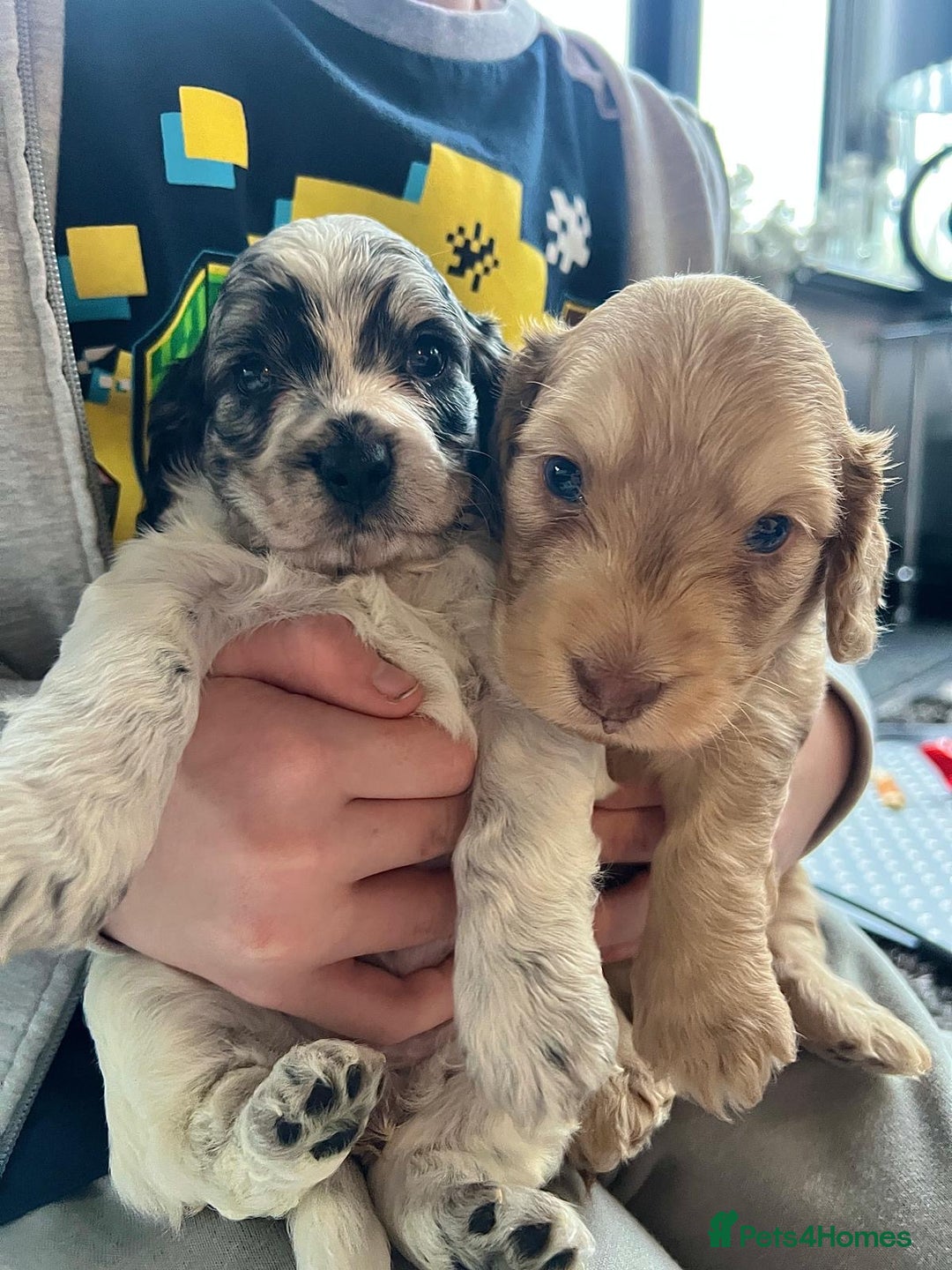 Cockapoo dogs for sale: Rare marked  small cockerpoo puppys  - Advert 12