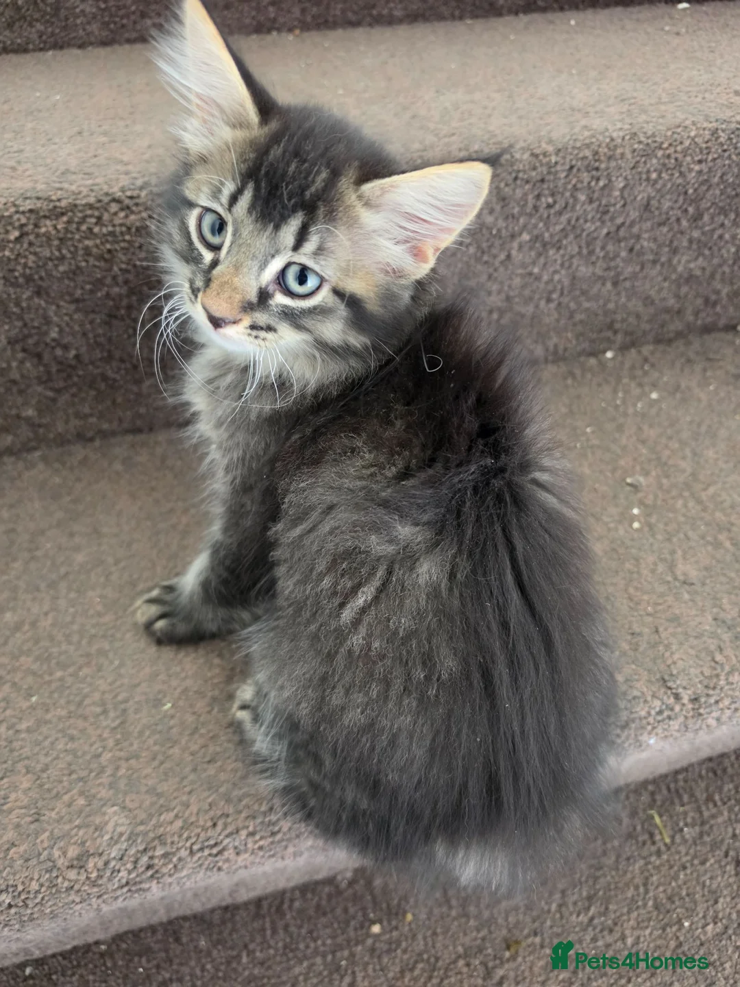 Persian cats for sale: Adorable Chocolate Haired Persian Male Kitten  - Advert 1