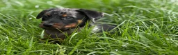 Beauceron dogs for sale: 🌟Merdelaine Beaucerons🌟extensively tested litter - Advert 5