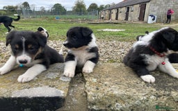 Border Collie dogs for sale: 12 Border Collie Puppies for sale  - Image 9