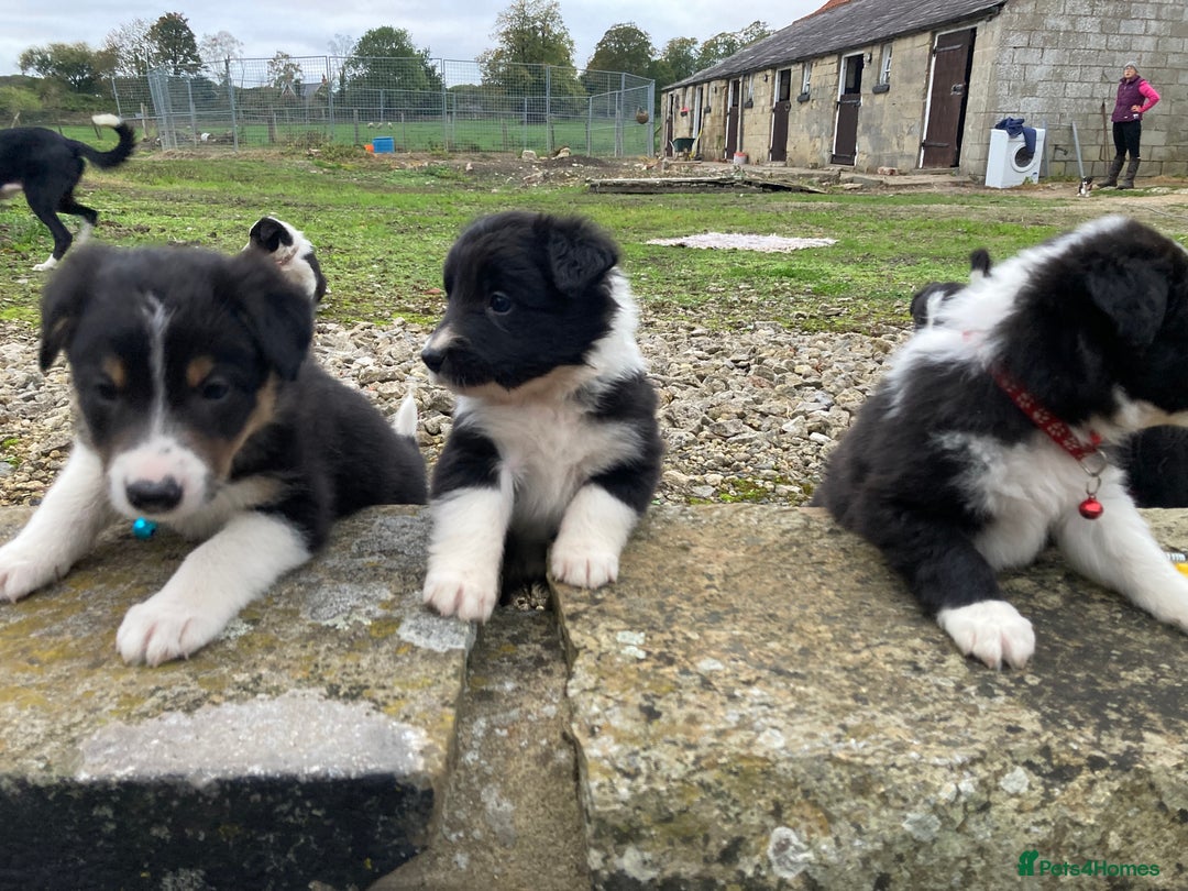 Border Collie dogs for sale: 12 Border Collie Puppies for sale  - Image 9