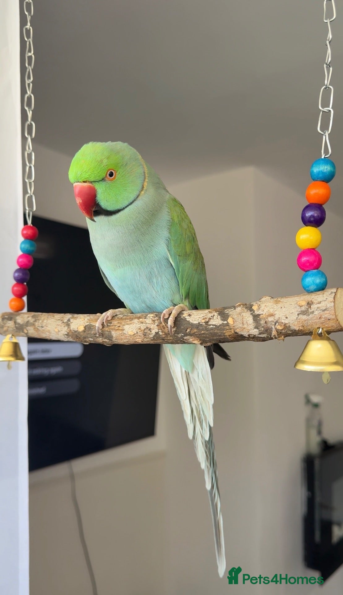 Ringnecks birds Two Beautiful Indian Ringnecks- READ DESCRIPTION  - Advert 1