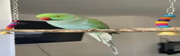 Ringnecks birds for sale: Two Beautiful Indian Ringnecks- READ DESCRIPTION  - Advert 5