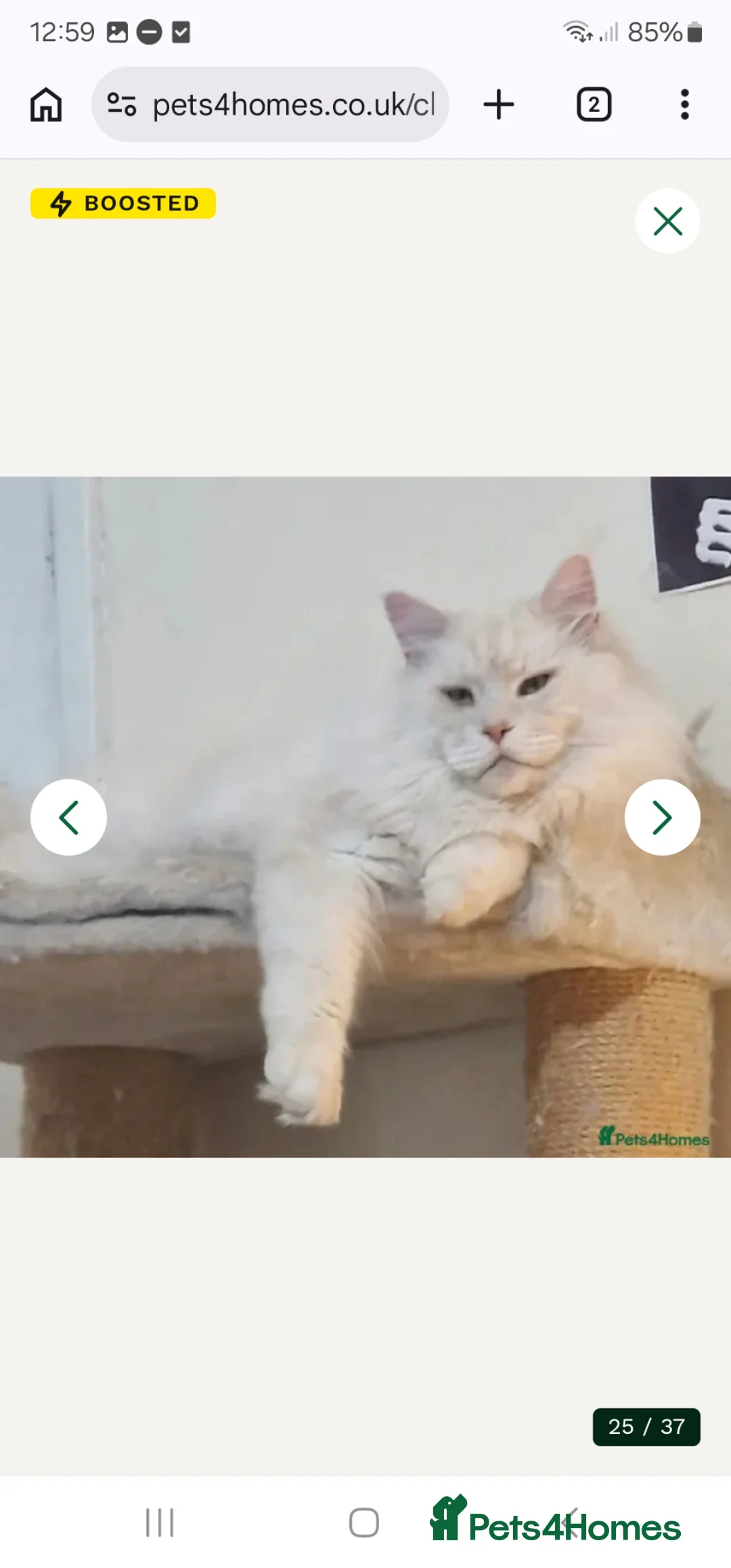 Maine Coon cats for sale: Gorgeous Tica reg Maine Coon boy - Advert 2