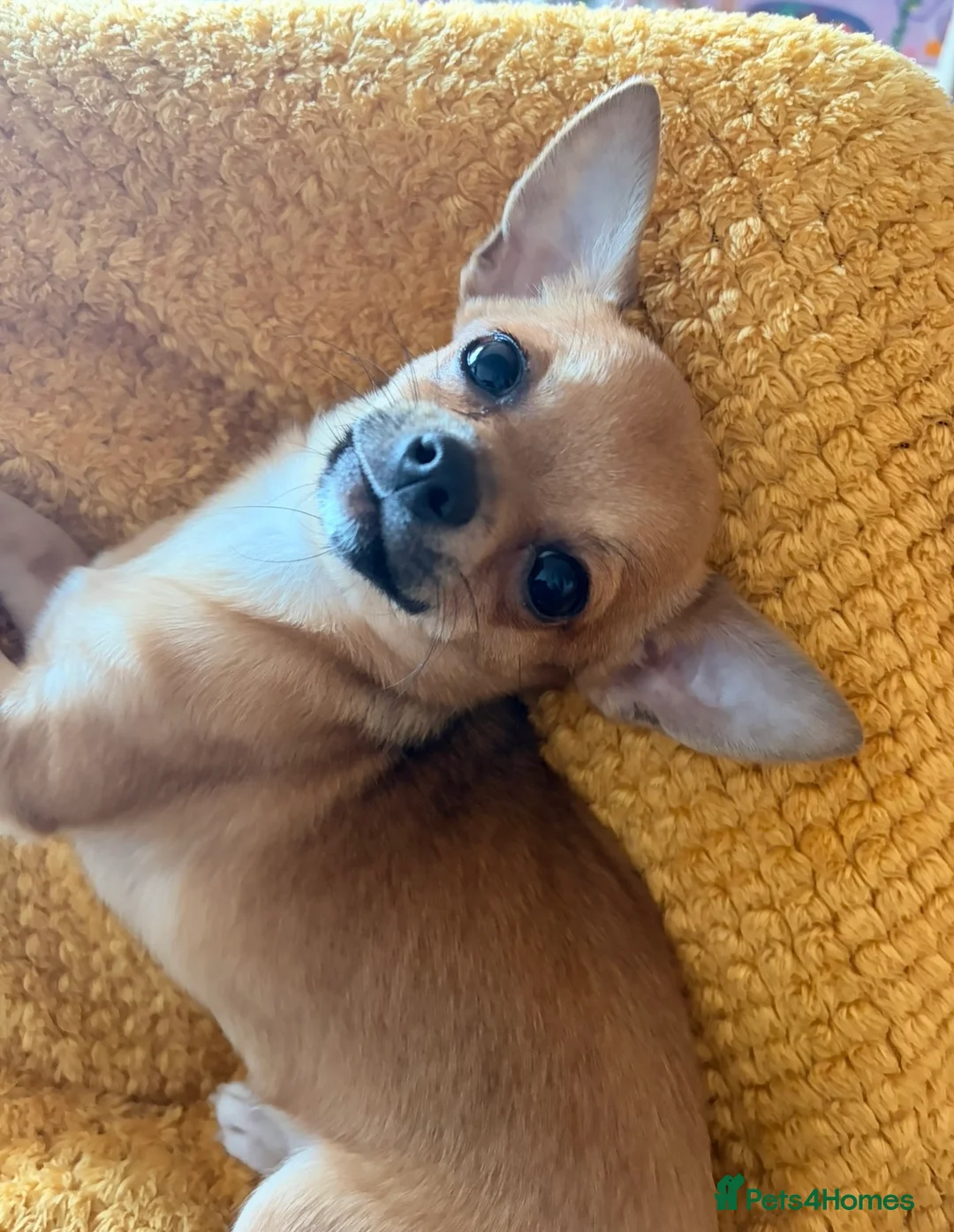 Chihuahua dogs for sale: Milly  in Ammanford - Advert 1