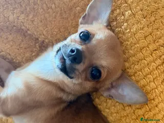 Chihuahua dogs Milly - Advert 1