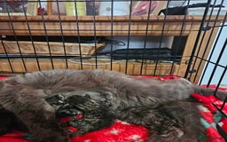 Mixed Breed cats for sale: Four beautiful kittens Ready to go - Image 14