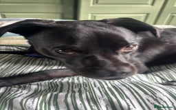 Mixed Breed dogs for sale: Milo the Pug X Collie  - Image 2