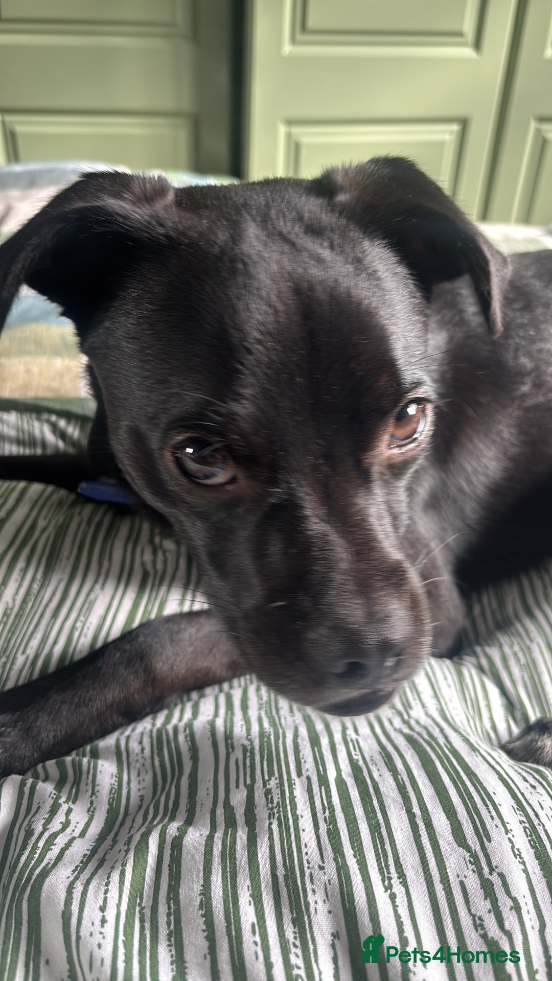 Mixed Breed dogs for sale: Milo the Pug X Collie  - Image 2