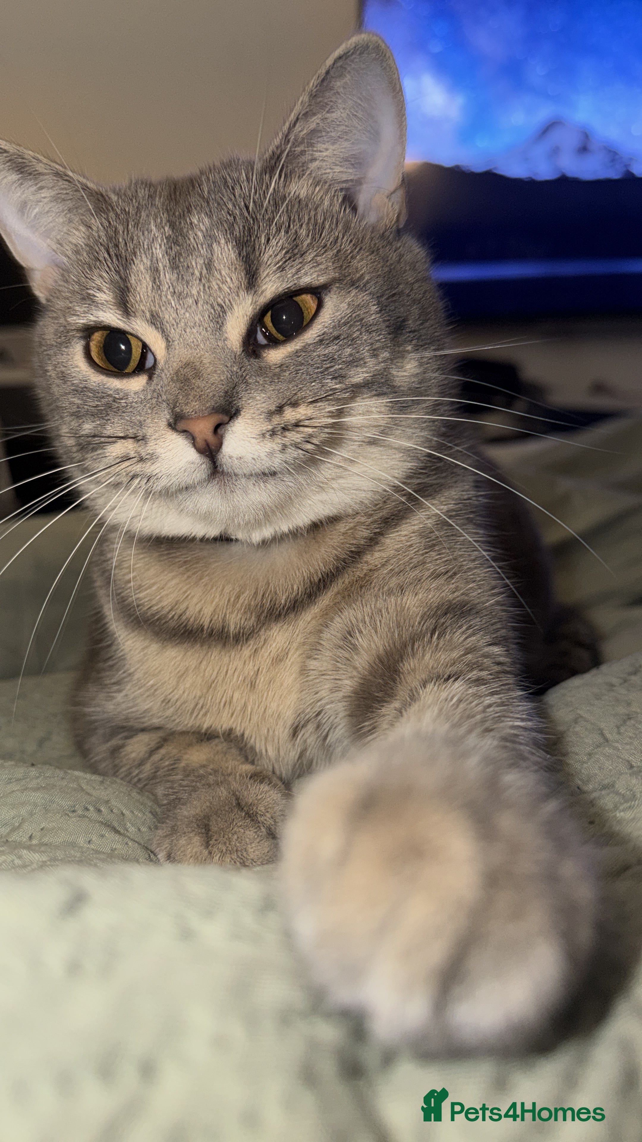 Mixed Breed cats Haze grey mixed breed - Advert 1