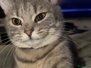 Mixed Breed cats Haze grey mixed breed - Advert 13