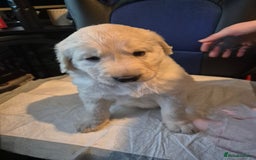 Mixed Breed dogs for sale: Stunning Litter of Labradoodle x Pyrenees - Advert 21