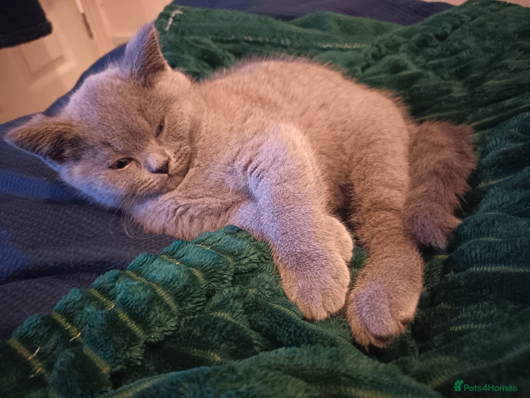 British Shorthair cats for sale: 🐾 British Shorthair Blue – 2 Girls – Ready Now 🐾 - Advert 11