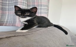 British Shorthair cats for sale: British Shorthair Mix Kittens - Image 4