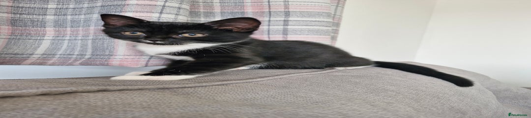 British Shorthair Kitten 2
