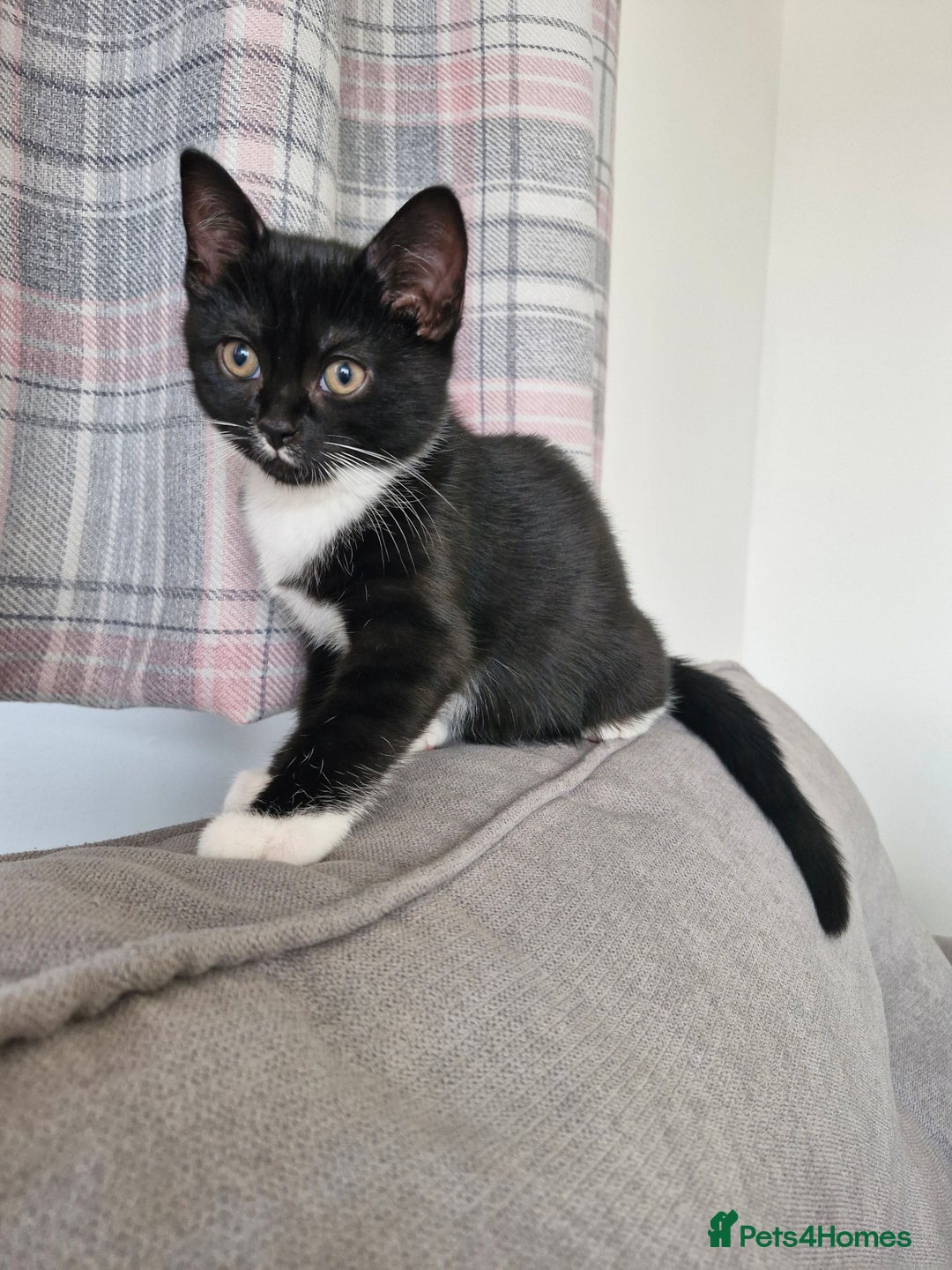 British Shorthair cats for sale: British Shorthair Mix Kittens - Image 4