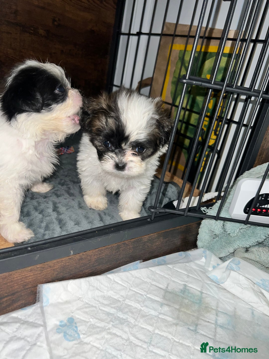 Zuchon dogs for sale: Shihzu x Bichon x Westie - Image 12