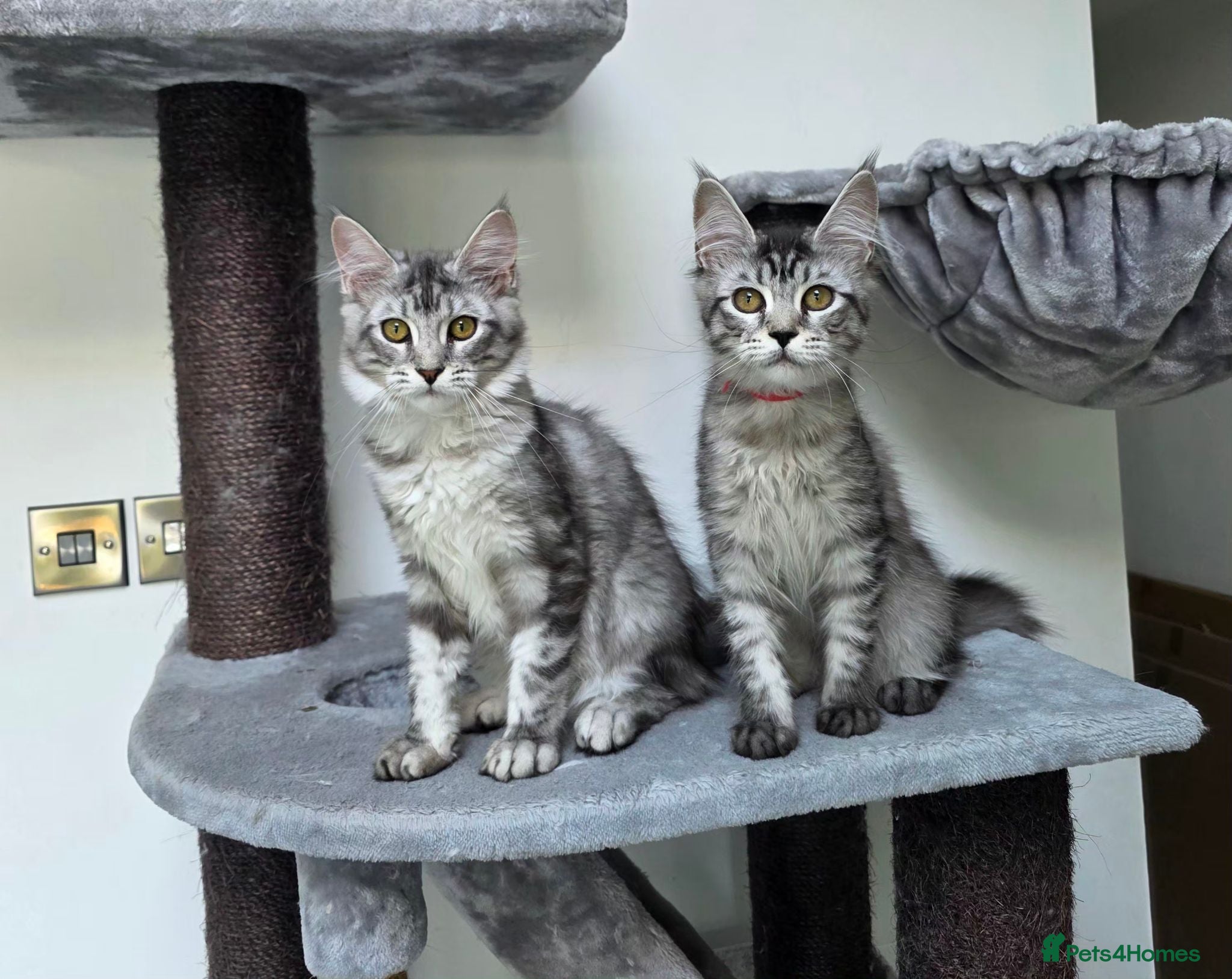 Maine Coon cats Maine Coon Kittens Fife Registered  - Advert 1