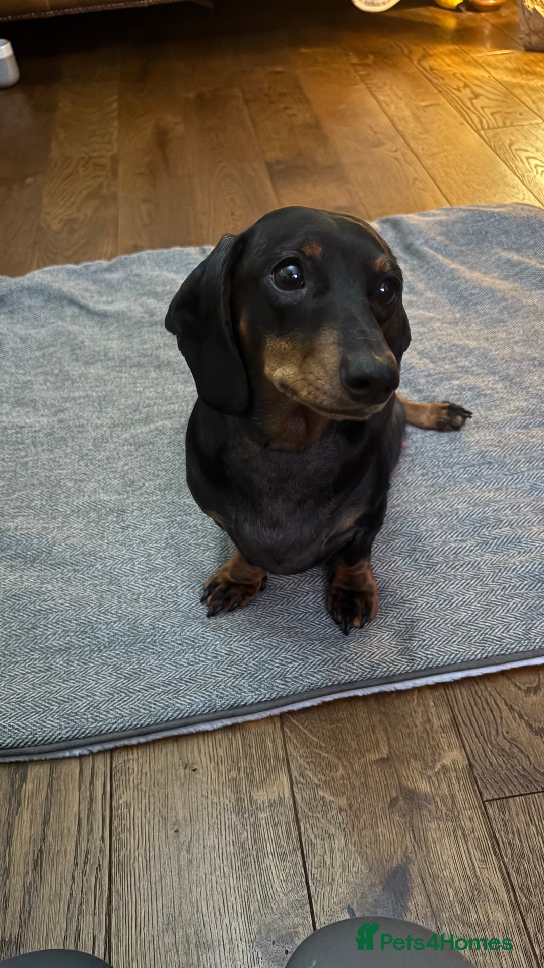 Miniature Dachshund dogs for sale: miniature Dachshund  - Advert 4