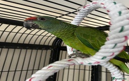 Parrots birds for sale: Hand Reared Baby Festive Amazons  - Image 3