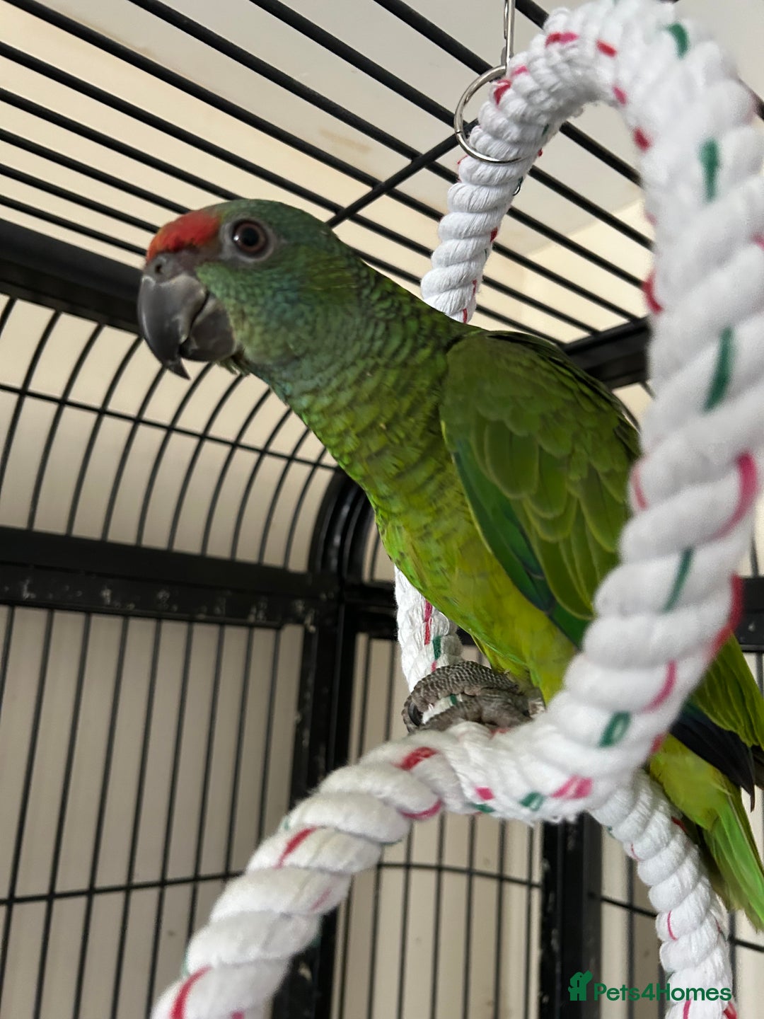 Parrots birds for sale: Hand Reared Baby Festive Amazons  - Image 3
