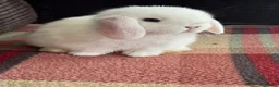 Mini Lop rabbits for sale: Lovely mini lop & lion lop babies (vaccinated) - Advert 3
