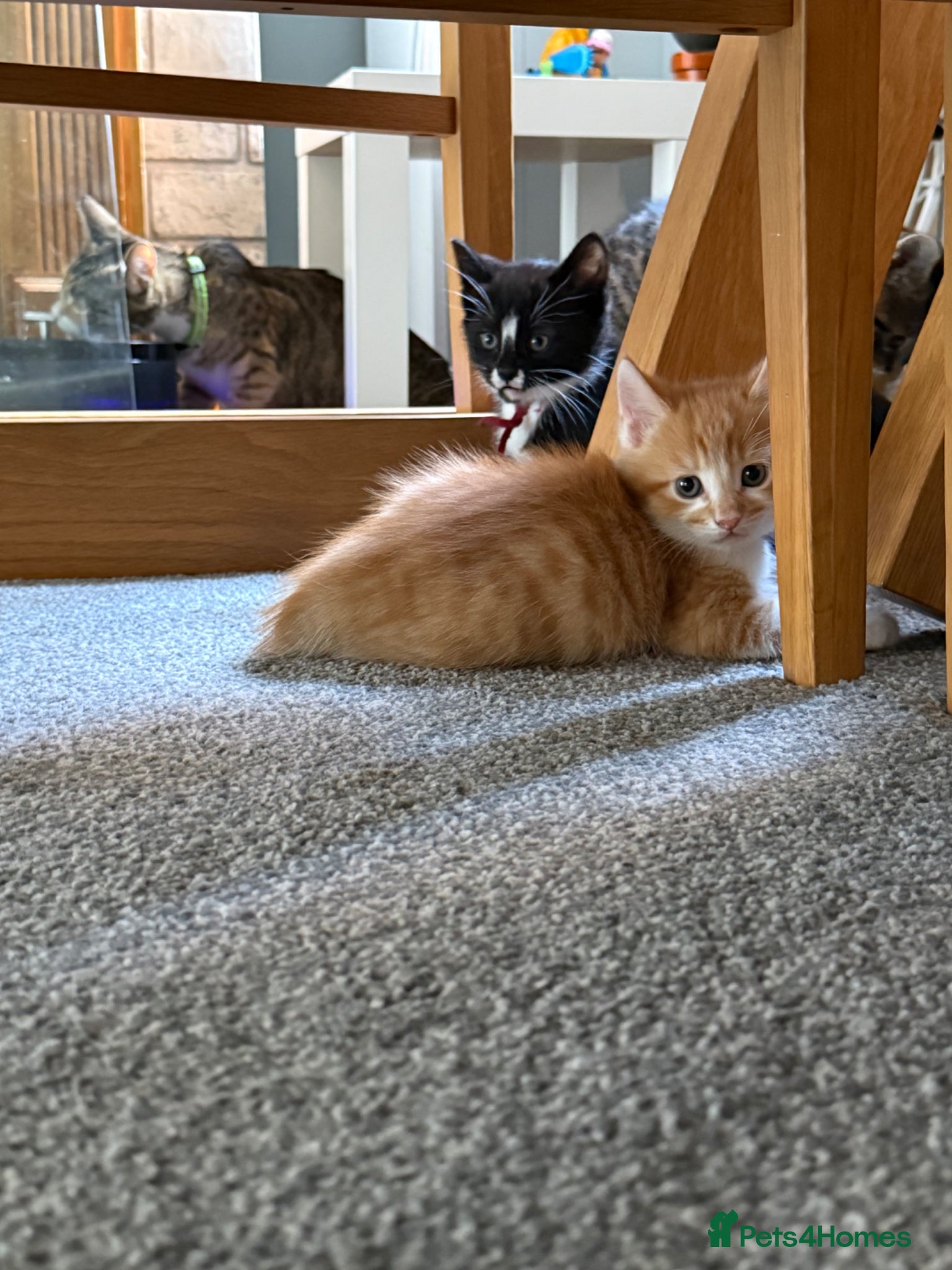 Mixed Breed cats Ginger male and tuxedo female - Advert 2