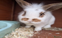Mini Lion Lop rabbits for sale: Female mini lion lop - Image 1