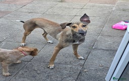 Lurcher dogs for sale: 17 month old lurcher  - Image 3