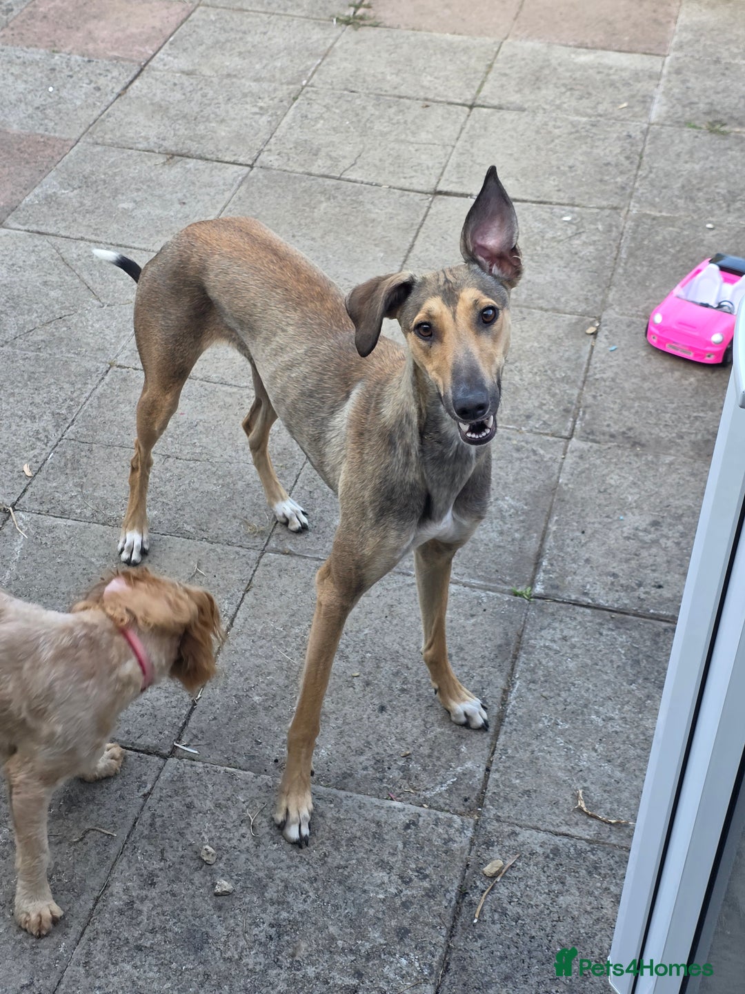 Lurcher dogs for sale: 17 month old lurcher  - Image 3