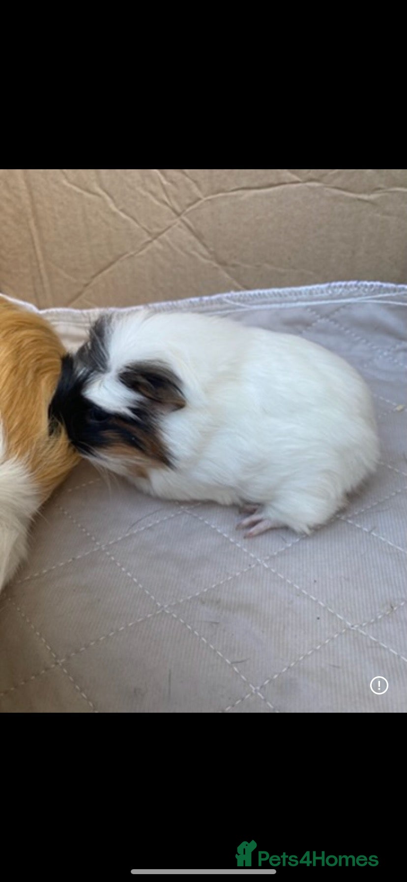 Guinea Pig rodents Male Guineapigs - Advert 2