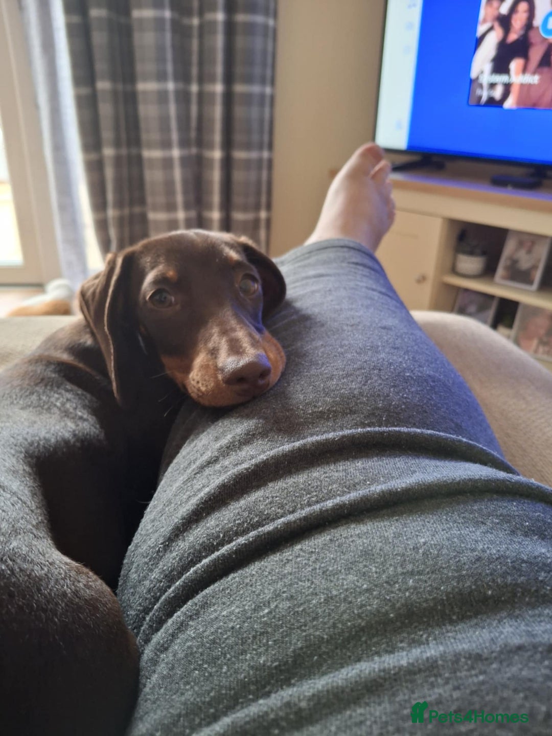 Miniature Dachshund dogs for sale: Winnie miniature dachshund - Advert 4