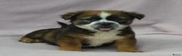 Mixed Breed dogs for sale: the cutest shih zhu mix babies  in Spalding - Advert 4