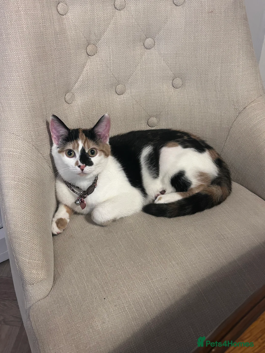 Mixed Breed cats for sale: Beautiful calico cat  - Advert 3