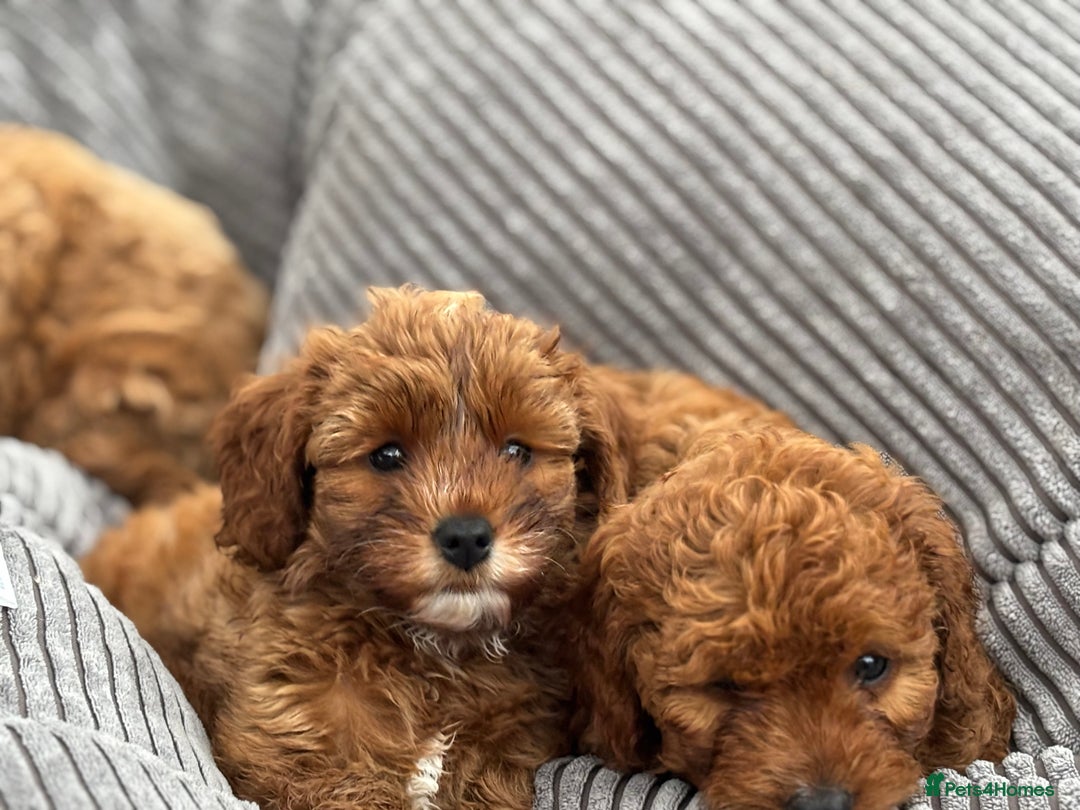 Cavapoo dogs for sale: Mr cavapoo F1B  - Image 18